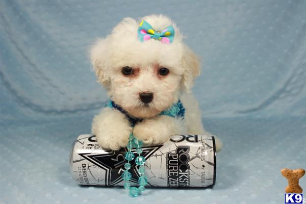 lvpuppyheaven Picture 3